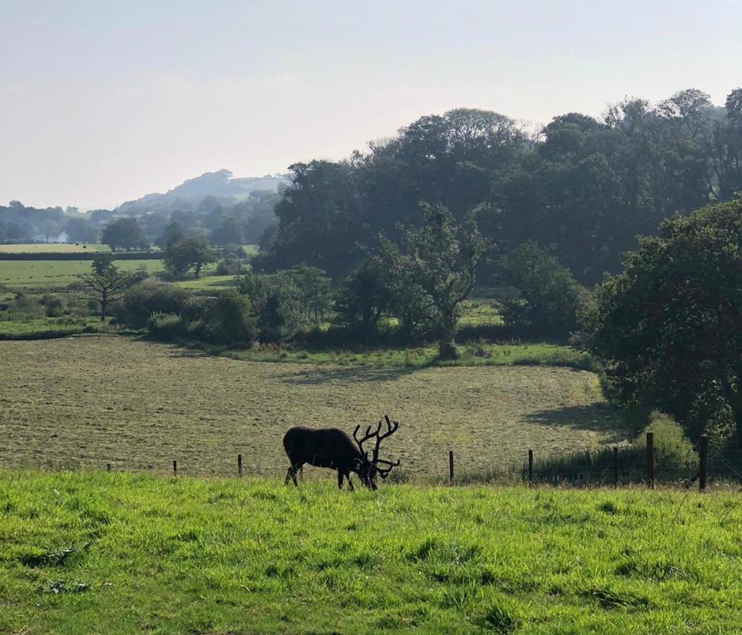 فندق The Reindeer Retreat Buttercup Twin Kidwelly المظهر الخارجي الصورة