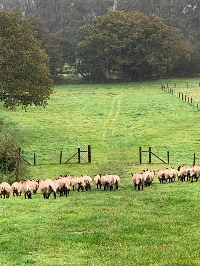 فندق The Reindeer Retreat Buttercup Twin Kidwelly المظهر الخارجي الصورة